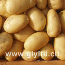 Qualité exportée de pommes de terre fraîches